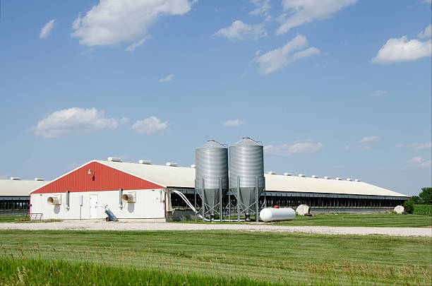 Panoramic photo of a hog/pig containment facility.  It is a somewhat cloudy day, and you can see a long building with two silos. There is a lot of grass and spacious areas surrounding the building, which shows how sad the conditions of the pig facility are.